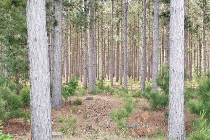 Timberland Property in Adams County, Wisconsin