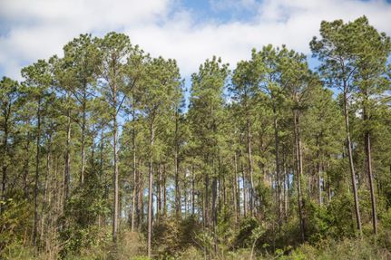 Homesite in Tyler County, Texas