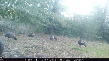 Undeveloped Land in Conecuh County, Alabama