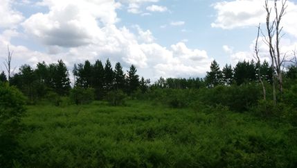 Hunting Property in Iron County, Michigan