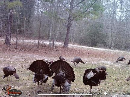 Farm and Ranch in Aiken County, South Carolina