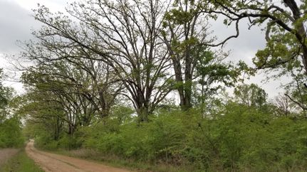 Timberland Property in Upshur County, Texas