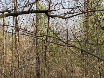Undeveloped Land in Bledsoe County, Tennessee