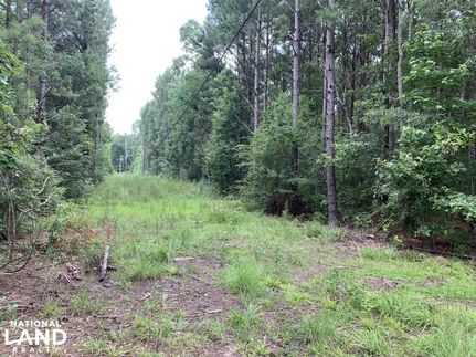 Timberland Property in Livingston Parish, Louisiana