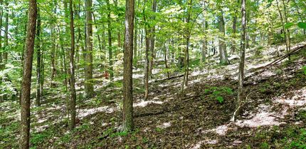 Timberland Property in Roane County, West Virginia