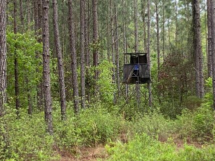 Undeveloped Land in Screven County, Georgia