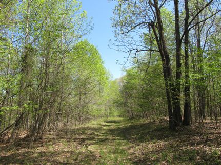 Timberland Property in Crittenden County, Kentucky