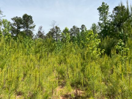 Timberland Property in Heard County, Georgia