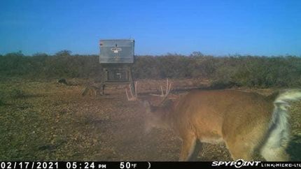 Farm and Ranch in Val Verde County, Texas