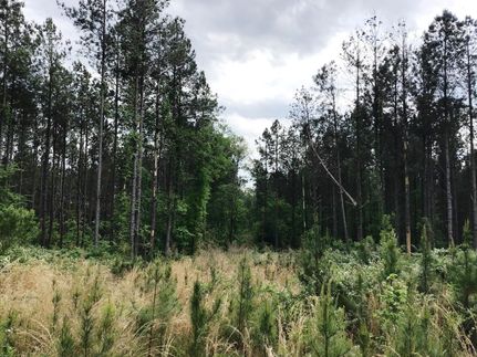 Hunting Property in Saluda County, South Carolina