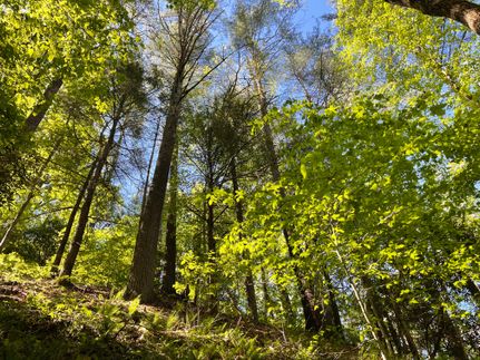 Undeveloped Land in White County, Georgia