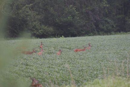 Undeveloped Land in Adams County, Wisconsin