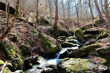 Timberland Property in Owsley County, Kentucky