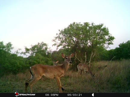 Recreational Property in Live Oak County, Texas
