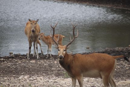 Farm and Ranch in Edwards County, Texas