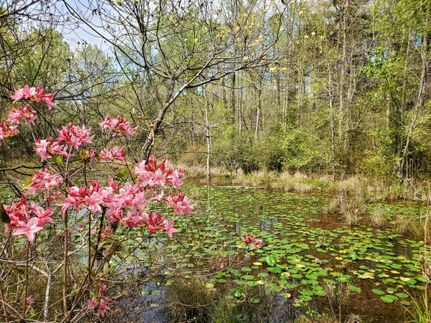 Undeveloped Land in Aiken County, South Carolina