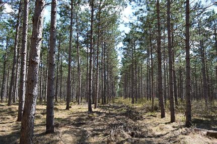 Timberland Property in Adams County, Wisconsin