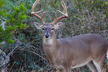 Hunting Property in Real County, Texas