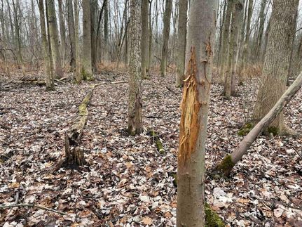 Undeveloped Land in Orleans County, New York