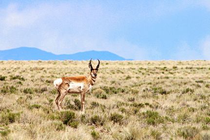 Hunting Property in Conejos County, Colorado
