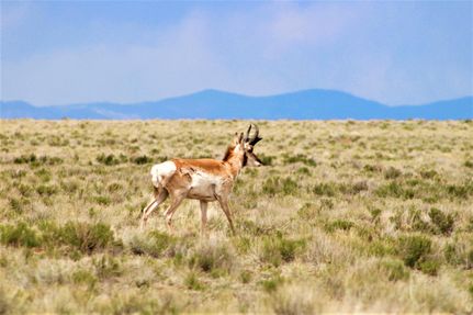 Hunting Property for sale in Conejos County, Colorado