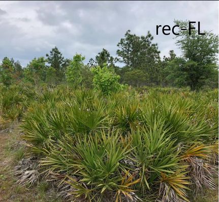 Undeveloped Land in Osceola County, Florida