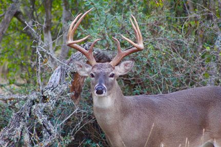 Recreational Property in Real County, Texas