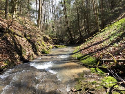Timberland Property in Logan County, West Virginia