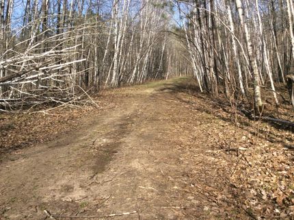 Timberland Property in Crow Wing County, Minnesota