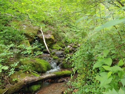 Timberland Property in Franklin County, Virginia