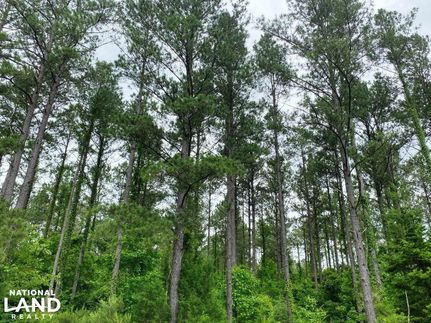Timberland Property in Covington County, Mississippi
