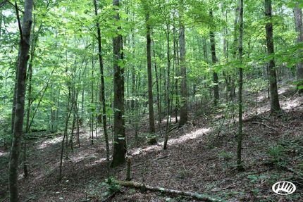 Hunting Property in Marion County, Alabama