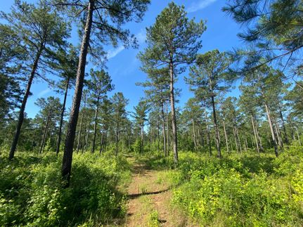 Timberland Property in Chambers County, Alabama