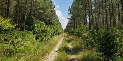 Timberland Property in Surry County, Virginia