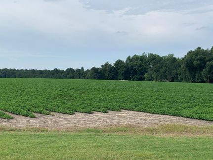 Timberland Property in Screven County, Georgia