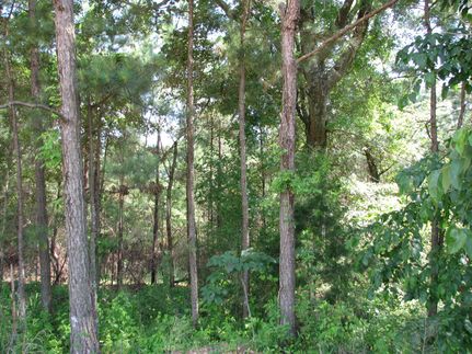 Timberland Property in Monroe County, Alabama