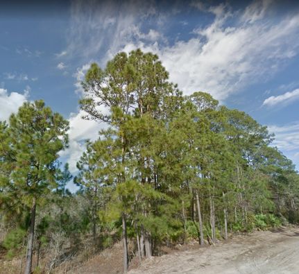 Undeveloped Land in Putnam County, Florida