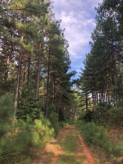 Timberland Property in Fluvanna County, Virginia
