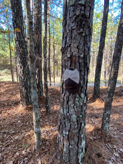 Timberland Property in Kemper County, Mississippi