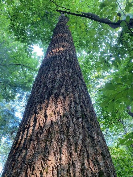 Farm and Ranch in Franklin County, Virginia
