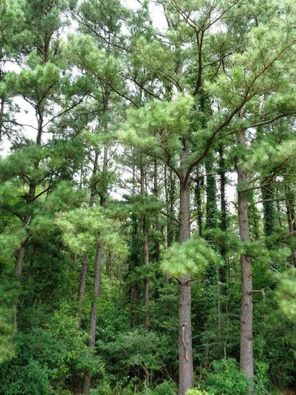 Recreational Property in Tyler County, Texas