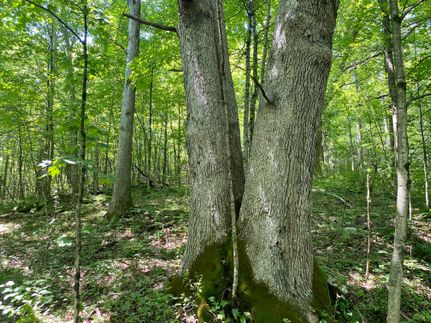 Timberland Property in Fayette County, Pennsylvania