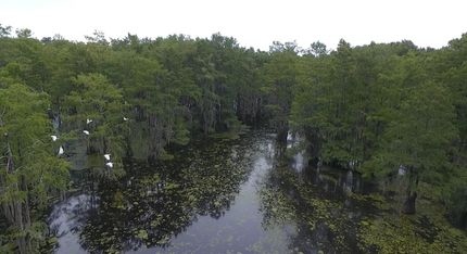 Undeveloped Land in Marion County, South Carolina