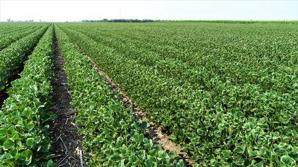 Land in Miner County, South Dakota