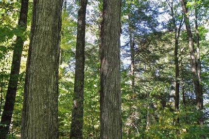 Timberland Property in Windsor County, Vermont