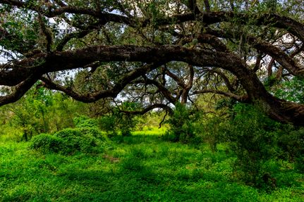 Undeveloped Land in Atascosa County, Texas