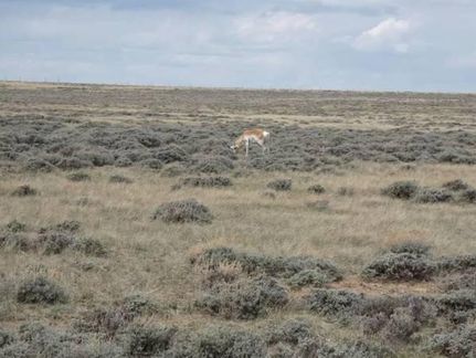 Undeveloped Land in Albany County, Wyoming