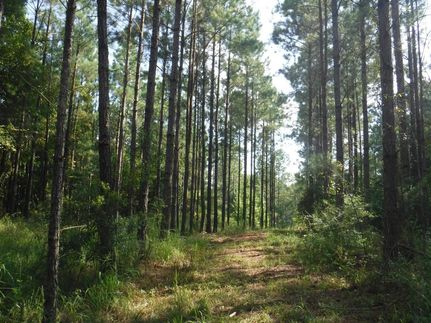 Recreational Property in Choctaw County, Alabama