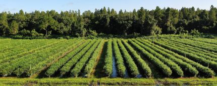 Farm and Ranch in Lake County, Florida