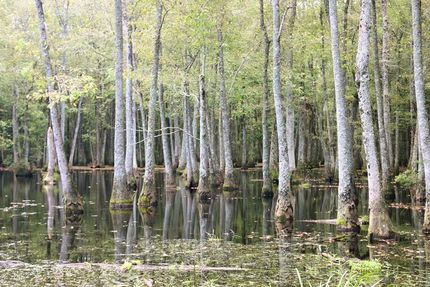 Timberland Property in Jasper County, Mississippi
